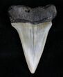 Large Fossil Mako (Isurus) Tooth #10505-1